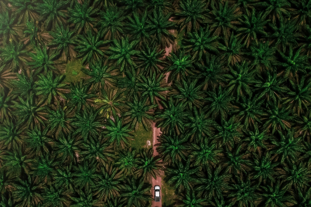 Palm Oil in TESU Products — Yes or No?