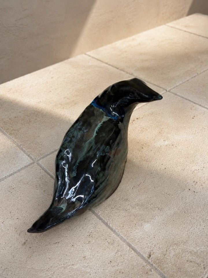 Noa bird
