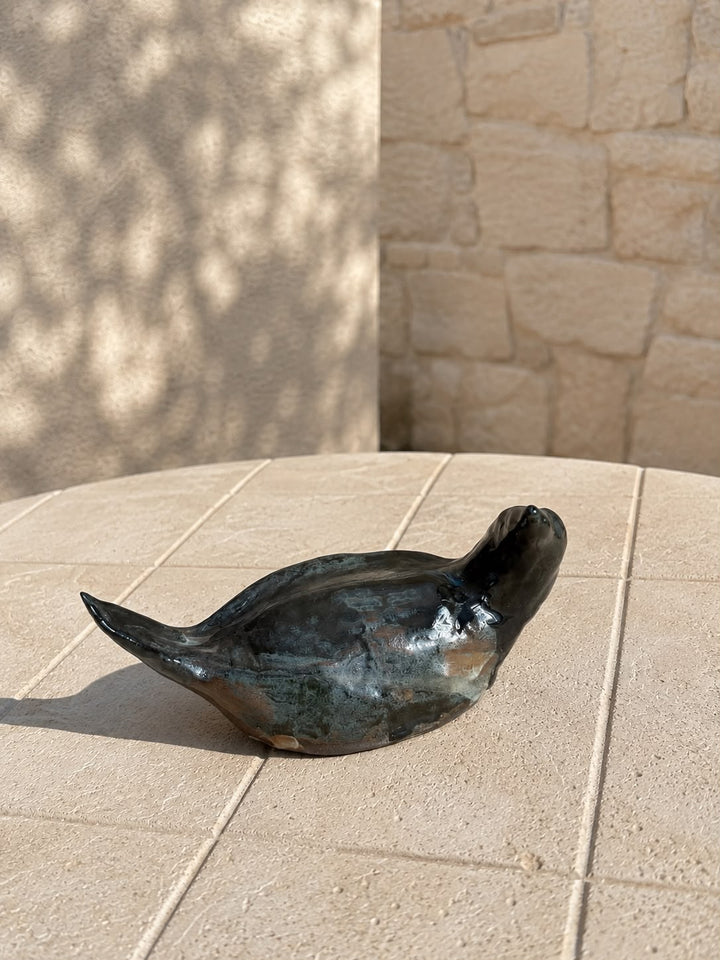 Noa bird